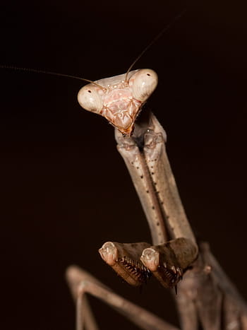 mantis, pray, praying, animal, insect, nature