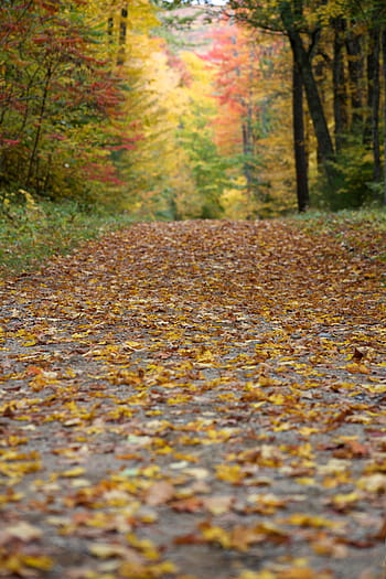 autumn, foliage, leaves, fall, season, hiking, forest, trees, maple, colorful, nature