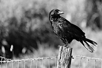 crow, bird, raven, blackbird, animal, corvus, perched