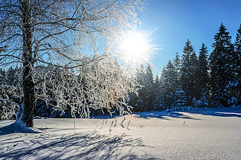 snow, winter, frost, cold, tree, landscape, weather, snowy, the stage, blue sky, ice