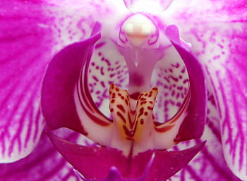 detailní, výstřel, světlo, růžový, orchidej., růžová phalaenopsis orchidej, růžové orchideje, růžová orchidej rostlina, orchidej rostlina, phalaenopsis orchidej, orchidej phalaenopsis