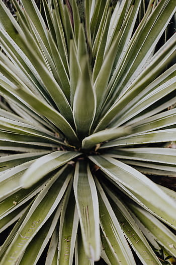 plantas de portugal, jardín, flora, naturaleza, plantas, suculentas, botánicas, portugal, algarve, cactus, agave