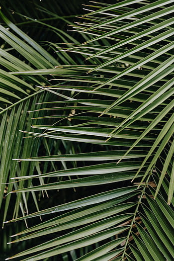 tropical, palma, hojas, floral, patrón de fondo, verano, fondo, verde, naturaleza, hoja, patrón