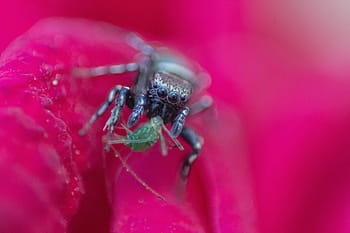 natura, animali, insetti, insetto, avvicinamento, macro, rosa