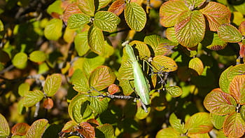 praying mantis, foliage, beetle, insect, insects, leaves, autumn