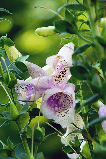 digitalis purpurea blomster, blomstrer., lyserød, fingerbøl, klokke, formet, blomster, plettet, magenta, hvid, mønstre