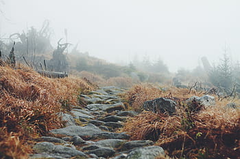 landscape, tree, nature, forest, path, outdoor, rock, wilderness, mountain, snow, winter