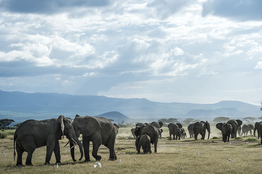 elephant, animal, thailand, fangs, nature, desert, heavy, large, ivory