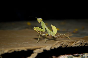 mantis, photography, good look