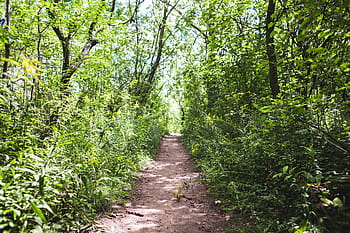 cesta, les, stromy, křoví, stran, větev, zelená, krajina, park, slunečního světla, dráha