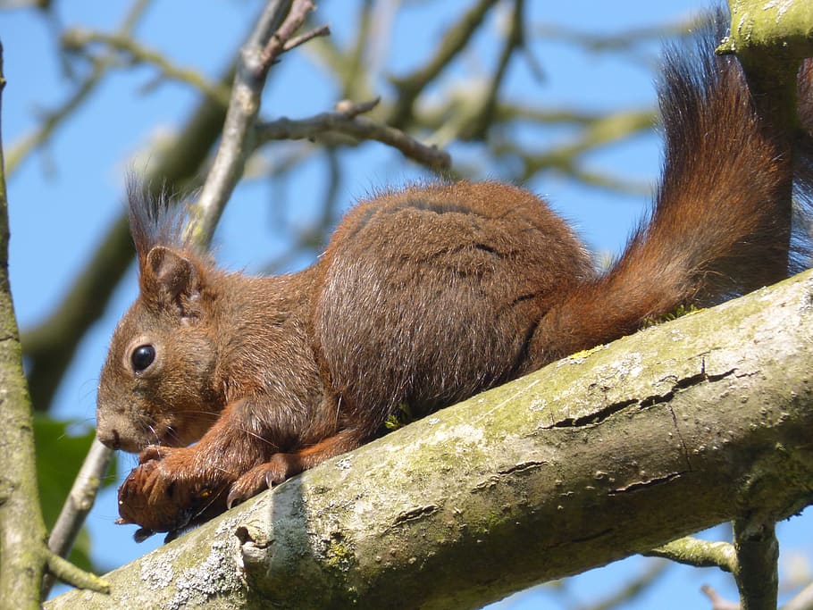 squirrel, walnut, animal, autumn, tree