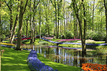 tulipány, park, Nizozemí, keukenhof, zahrada, květ, tulipán, květiny, jaro, rostlina, Příroda