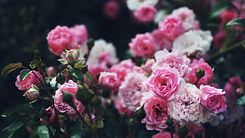 fiori, Rose, rosa, cespuglio di rose, piante, giardino, natura