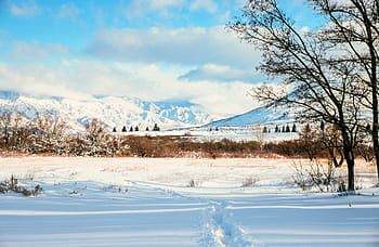 forest, mountains, covered, snow, blue, clouds, cold, frost, ice, icy, sky