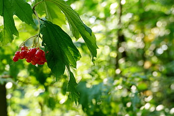 palla di neve, Viburnum, herzbeer, blutbeer, bacca di vapore, choke berry arbusto, palla geiß, bacca di vetro, Bacca di serpente, porta acqua, frutti di bosco