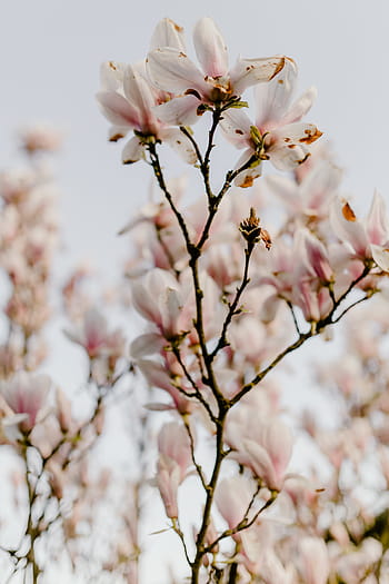 árvore de magnólia, flor, flores, jardim, adorável, floral, rosa, primavera, abril, botânica, magnólia