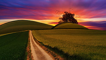 bakker, gårde, solnedgang, sti, natur, spore, farverig, lilla, rød, orange, gul