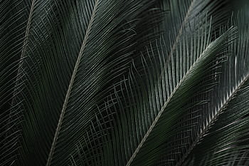 tropis, daun, latar belakang, afrika, taman botani, gelap, flora, bunga, taman, hijau, alam