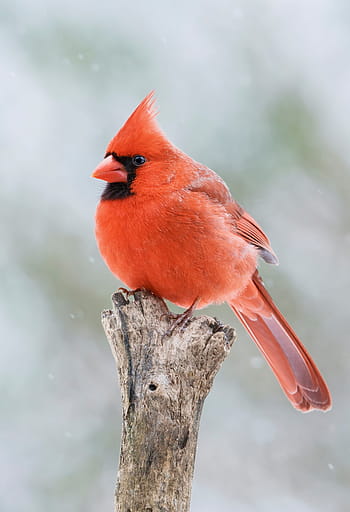 cardinal, male, redbird, wildlife, bird, perched, feathers, fence, lewis, songbird, portrait