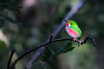 Cuba, Matanzas, cienaga de zapata, Cartacuba, endemico, uccello, birdwatching, natura, animale, all'aperto