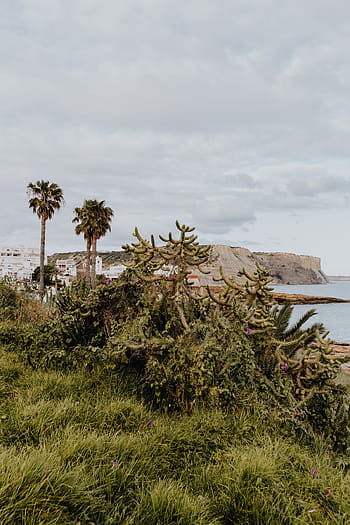 plantas de portugal, jardín, flora, naturaleza, plantas, suculentas, botánicas, portugal, algarve, cactus, agave