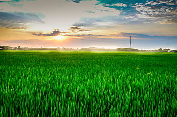 field, rice fields, cooked rice, vietnam, sunset, rice, the countryside, scenery, food, neck, green