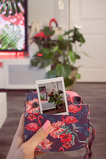 Polaroid, fotografie, Vzhled interiéru, růžový, televize, peněženka, Dům, Domov, rostlina, dřevo, podlaha