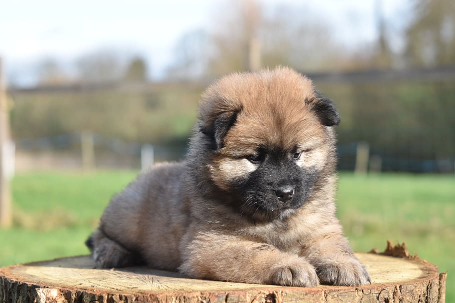 Pes, fena, štěně, štěně eurasier, štěně samice, psí, rozkošný, plemeno eurasier, roztomilý, eurasier červená barva, černý lanýž