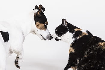 dog, cat, cats, pet, a friend, together, friendship
