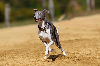 hond, windhond, huisdier, dierenportret, hondenportret, renbaan, hondenraces, sport, Hundesport, konijnenjacht, race