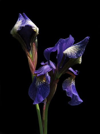 sibiřský schwertlilie, louky bezhlavých mečů, lilie, modrý, duhovka, květ, Příroda, rostlina, iridaceae, bažina iris, modrá iris