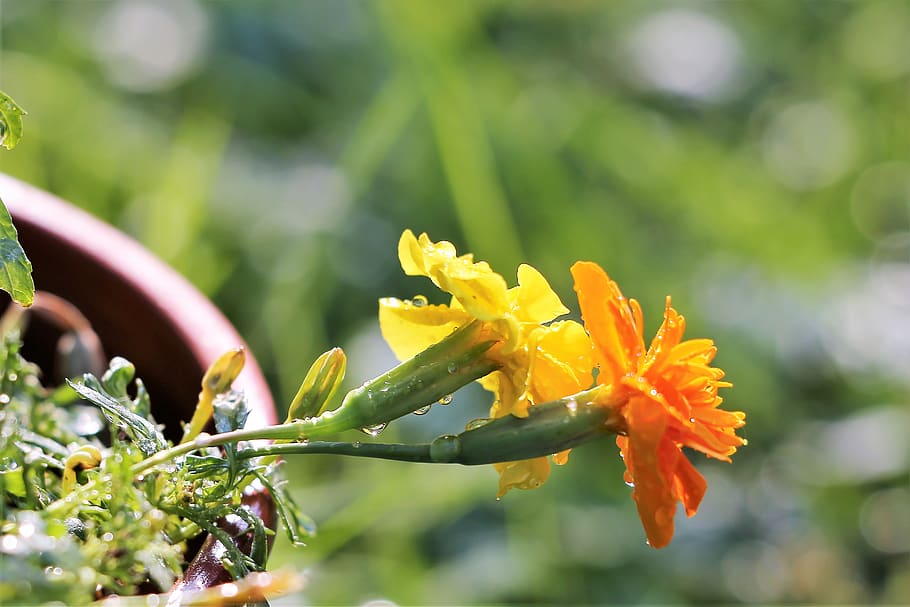 žluté a oranžové tagety, po dešti, barvitý, kapky deště, rostlina, květ, list, letní, přírodní, Jasný, venkovní