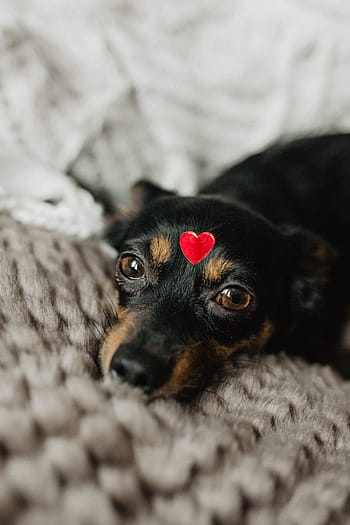 anjing, jantung, kepala, hewan peliharaan, hewan, lucu, anak anjing, manis sekali, cinta, merah, valentine