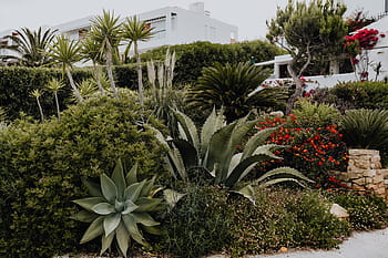 plantas de portugal, jardín, flora, naturaleza, plantas, suculentas, botánicas, portugal, algarve, cactus, agave