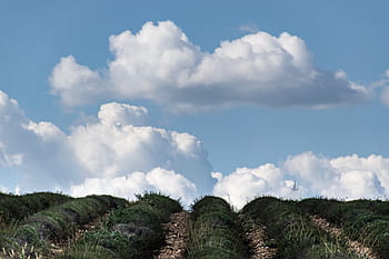 上り坂、 ラベンダー、 雲、 青空、 風景、 バレンソール、 フランス、 プロヴァンス、 ヨーロッパ、 南フランス、 アルプ＝ド＝オート＝プロヴァンス