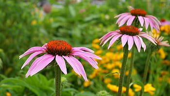 růžový, coneflowers, květ., coneflower, echinacea, obrázky třapatky, růžové květinové fotografie, obrázky růžový květ, květina v květu, obrázky květin kvetoucí, jedlé rostliny