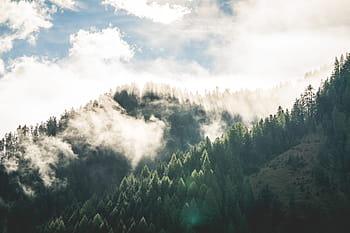indah, pemandangan hutan gunung pagi, awan, kabut, hutan, udara segar, pagi, gunung, alam, pemandangan, matahari