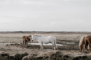 cavallo, animale, mandria, campo, azienda agricola, all'aperto, orizzonte