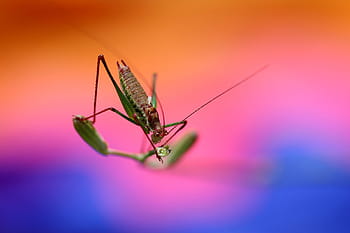 grasshopper, animalsNature, insect, insects, macro