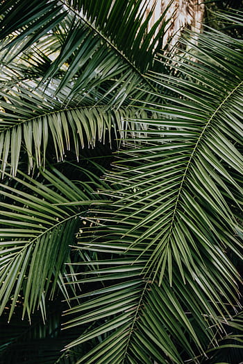 tropical, palma, hojas, floral, patrón de fondo, verano, fondo, verde, naturaleza, hoja, patrón