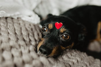 anjing, jantung, kepala, hewan peliharaan, hewan, lucu, anak anjing, manis sekali, cinta, merah, valentine