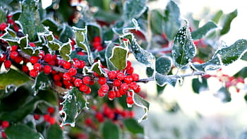 holly, berries, winter, christmas, evergreen, advent