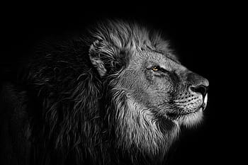 duvar kağıdı, arka fon, aslan, hayvan, vahşi, yaban hayatı, doğa, kral, siyah, beyaz, Afrika