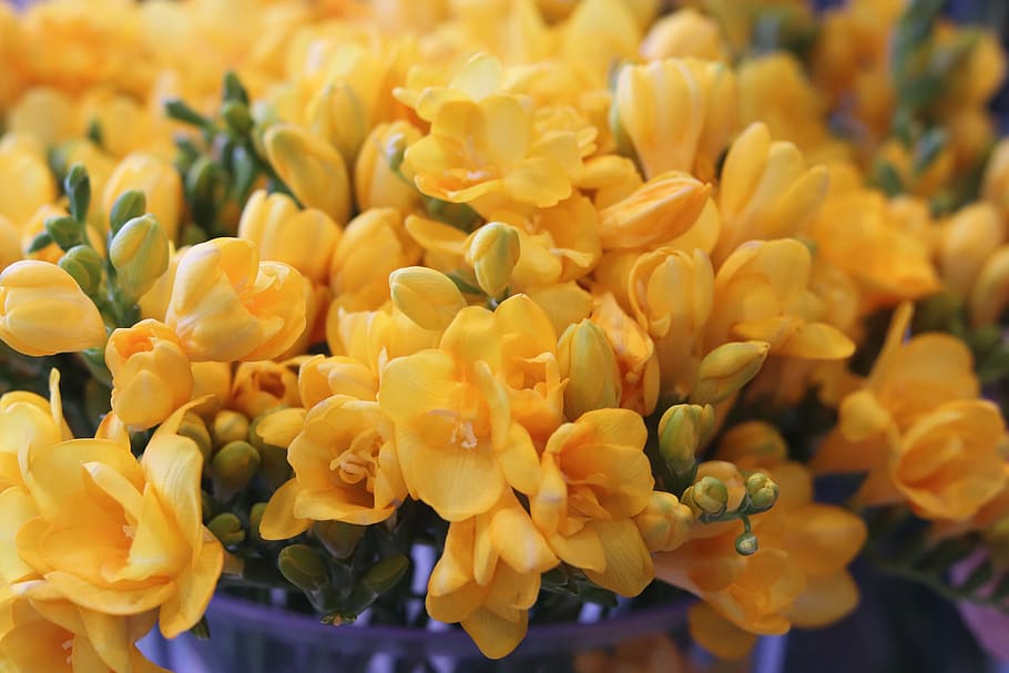 sia, flowers, colorful, plants, romantic, love, yellow