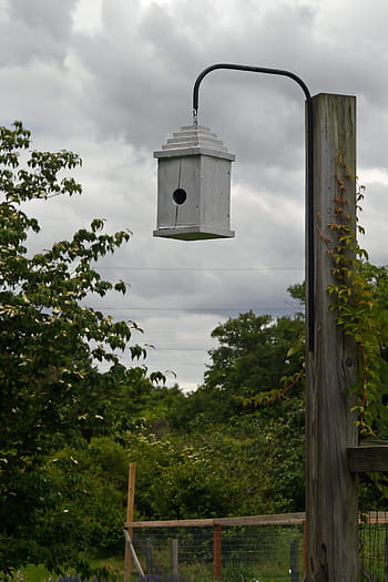 snel, vogelhuisje, achtertuin, tuin., vogel, volière, houten, hout, boom, romp, eerste