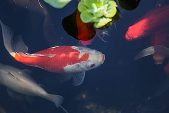 red, white, fantail goldfish, backyard pond, pond., Fish, Pond, Underwater, fantail, goldfish, red and white