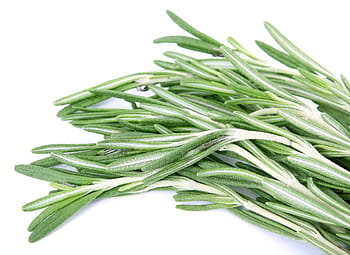 rosmarino, avvicinamento, verde, erba, erbe aromatiche, Spezia