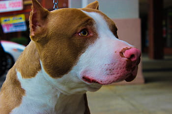 dog, pet, canine, brown, pitbull, animal