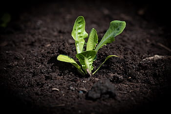 piantina di lattuga, insalata, giardino, verde, pianta, piantina, orto, commestibile, piccolo, vegetale, orticoltura
