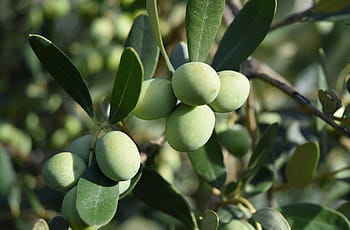 olivo, olivovníky, olivy, středomoří, alimentari, jídlo, olej, zelená, oliva, olivový háj, zemědělství